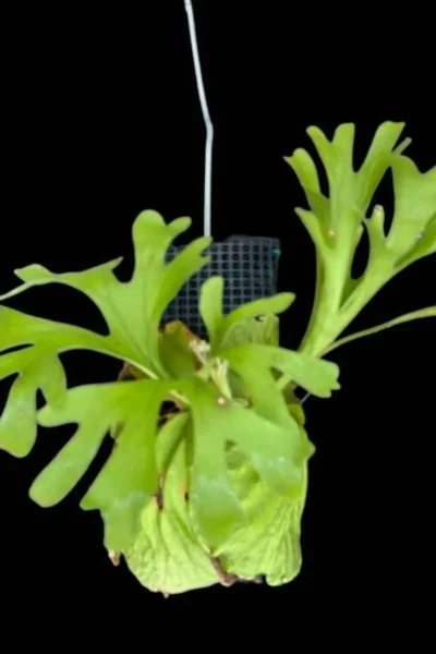 Platycerium ridleyi for sale siborchid