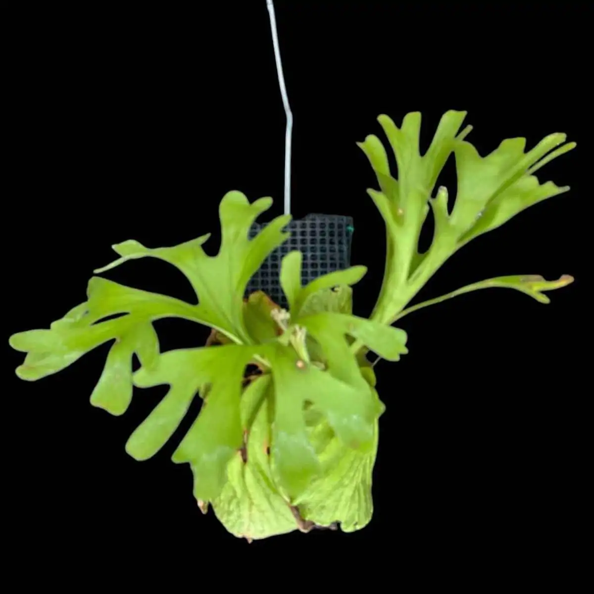 ビカクシダ　ridleyi（wide fronds&rugose shield Platycerium Ridleyi – Rare Orchid Species For Collectors