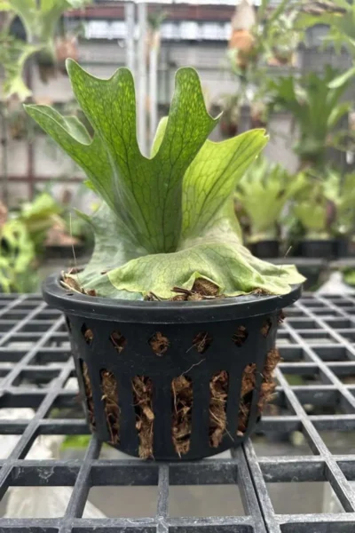 Platycerium wandae for sale