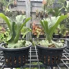Platycerium wandae for sale