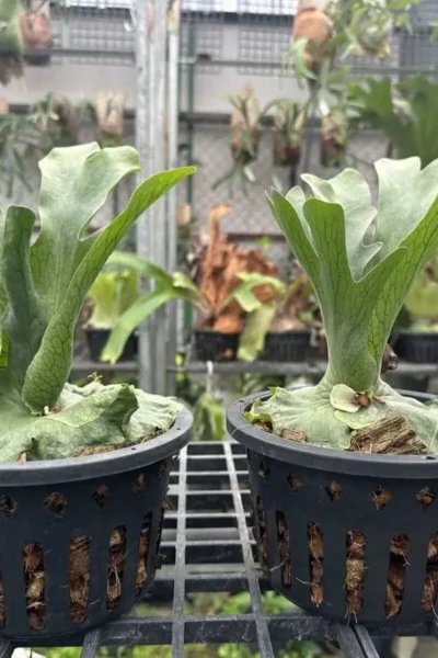 Platycerium wandae for sale