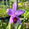 Laelia sincorana siborchid