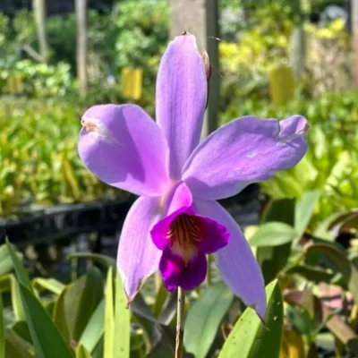 Laelia sincorana