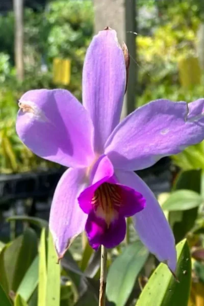 Laelia sincorana siborchid