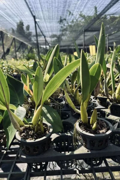 Laelia sincorana siborchid