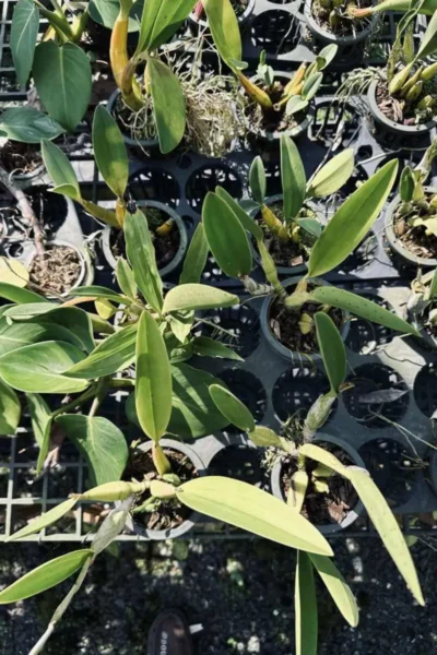 Laelia sincorana siborchid