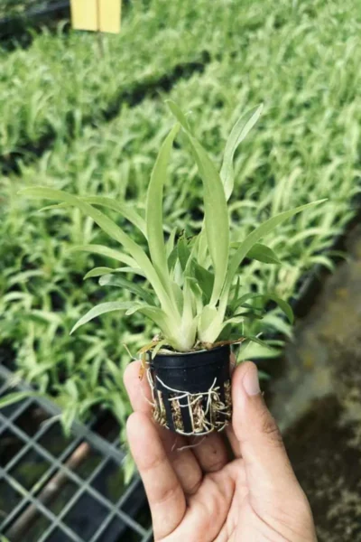 Oncidium Twinkle Orchid Oncidium plant yellow