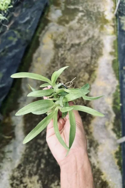 Oncidium Twinkle Orchid Oncidium plant yellow