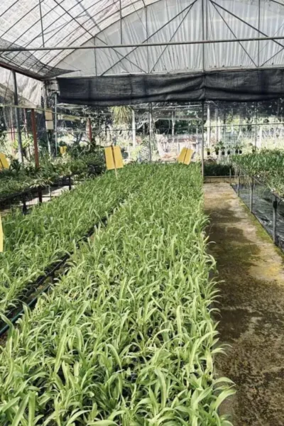 Oncidium Twinkle Orchid Oncidium plant yellow