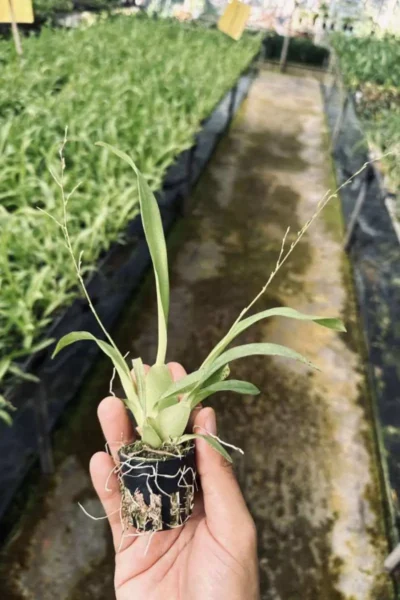 Oncidium Twinkle Orchid Oncidium plant yellow