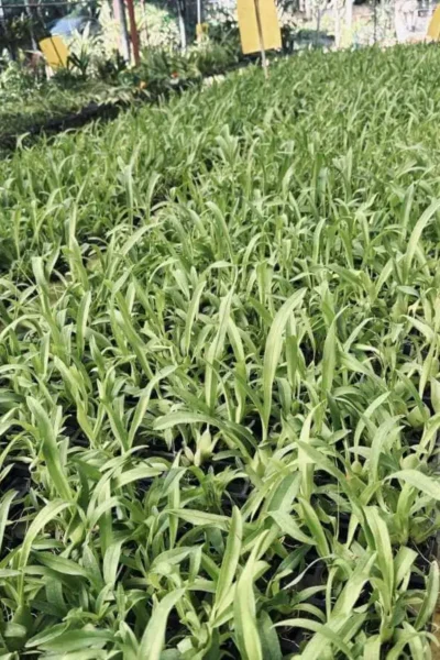 Oncidium Twinkle Orchid Oncidium plant yellow