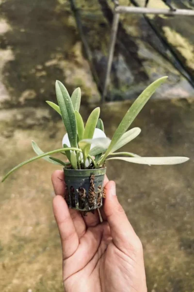 Bulbophyllum repens care guide How to grow Bulbophyllum repens