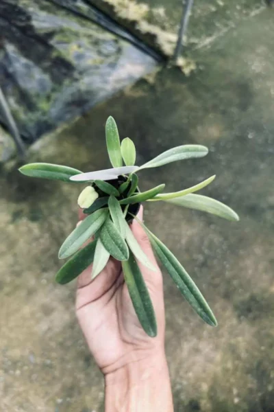 Bulbophyllum repens care guide How to grow Bulbophyllum repens