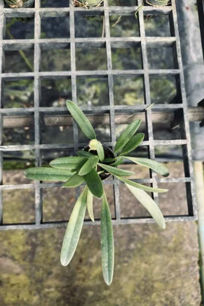 Bulbophyllum repens care guide How to grow Bulbophyllum repens