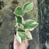 Hoya carnosa variegata – Buy Online | Sib Orchid Hoya carnosa variegata orchid plant for sale
