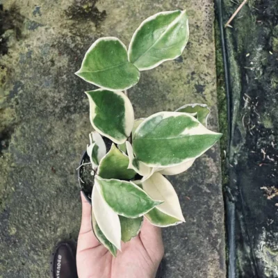 Hoya carnosa variegata