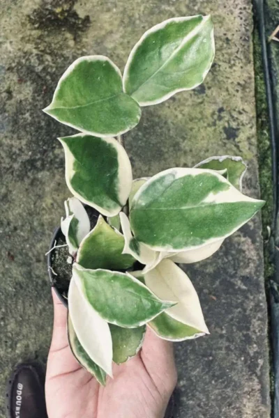 Hoya carnosa variegata