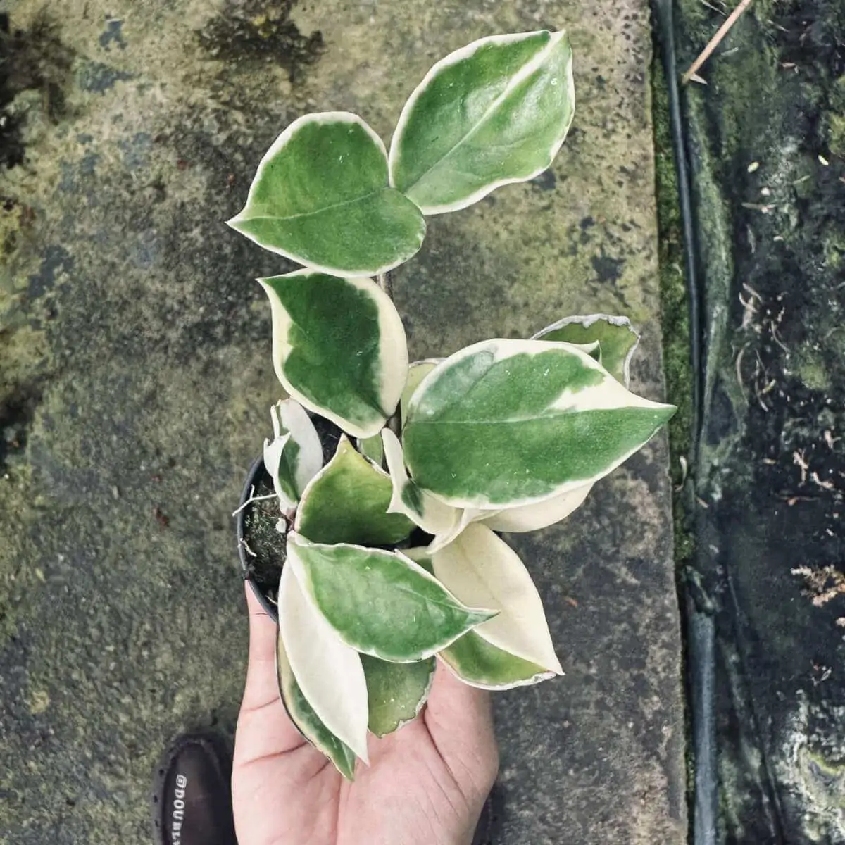 Hoya carnosa variegata – Buy Online | Sib Orchid Hoya carnosa variegata