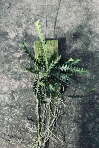 dendrobium leonis for sale