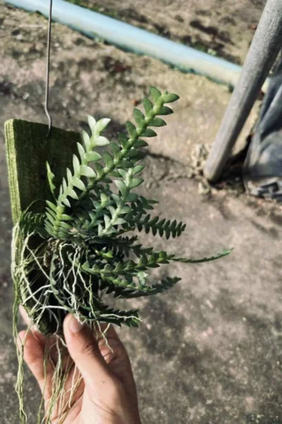 dendrobium leonis for sale