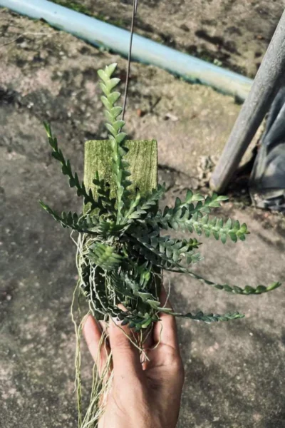 dendrobium leonis for sale