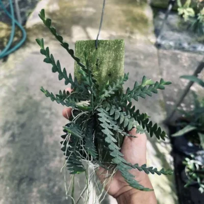 Dendrobium leonis (Well plants)