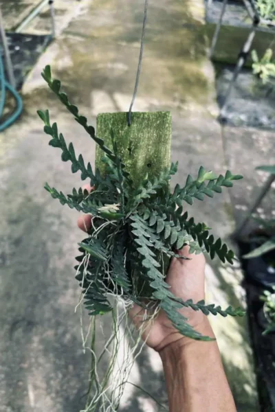 dendrobium leonis for sale