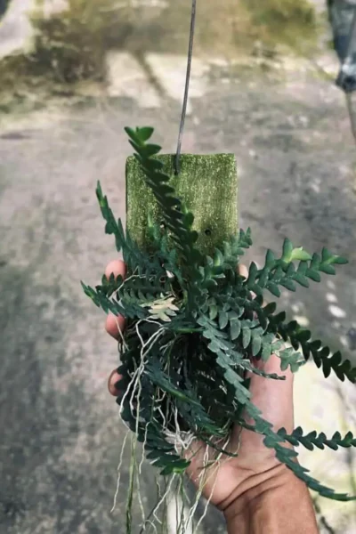 dendrobium leonis for sale