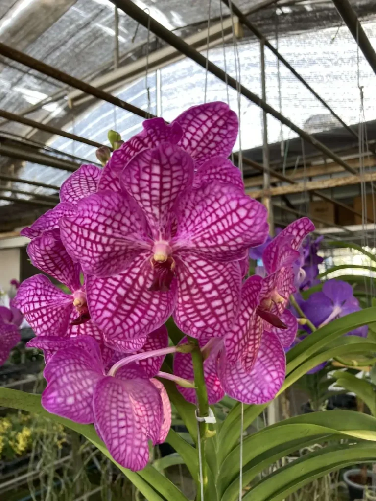 Home orchid plant for sale