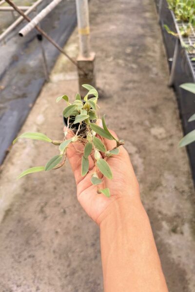 Bulbophyllum pardalotum  siborchid