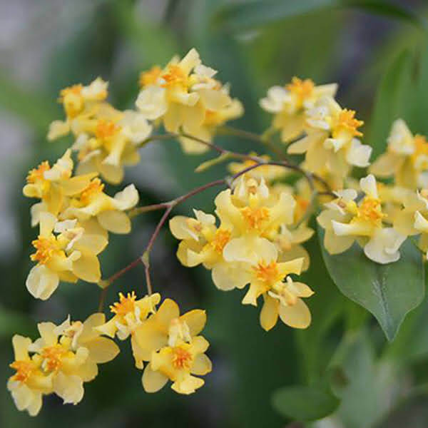 Orchids That Bloom for Weeks (or Months!) orchid plant for sale