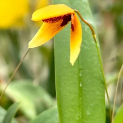 Bulbophyllum pardalotum