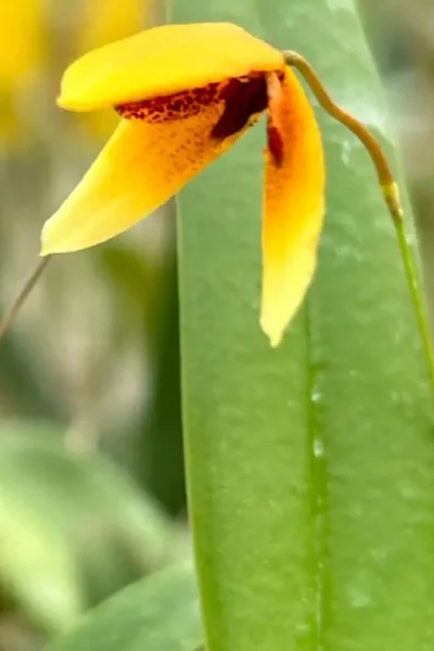 Bulbophyllum pardalotum  siborchid