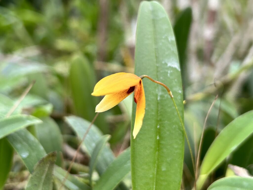 The Beauty of Bulbophyllum: A Guide to This Unusual Orchid Genus orchid plant for sale