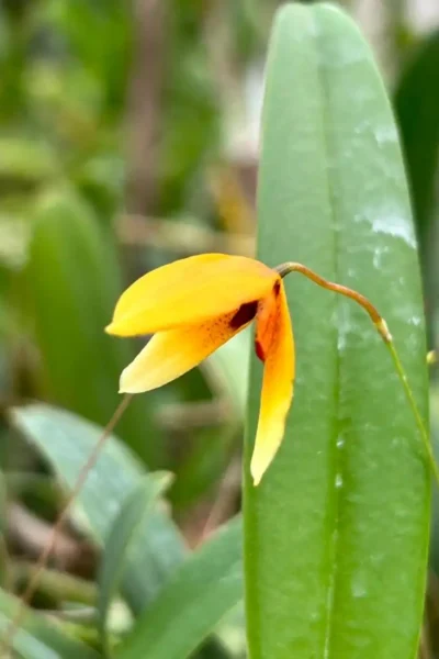 Bulbophyllum pardalotum  siborchid