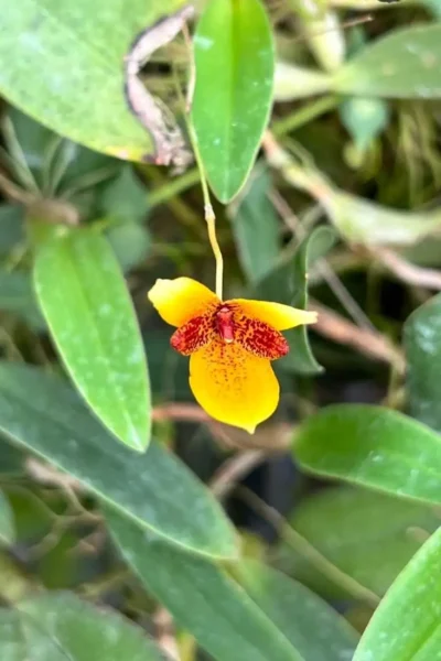 Bulbophyllum pardalotum  siborchid