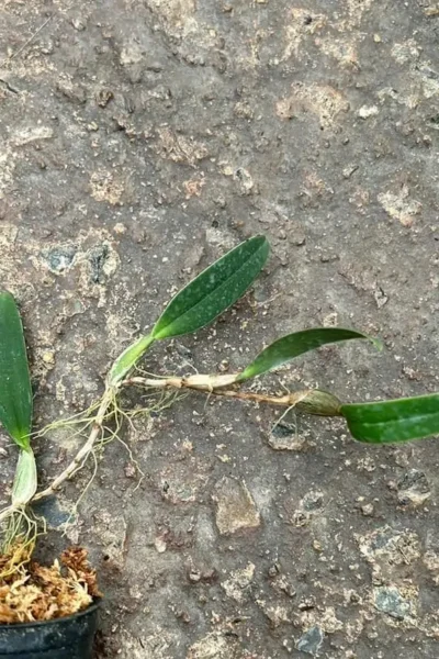 Bulbophyllum pardalotum  siborchid