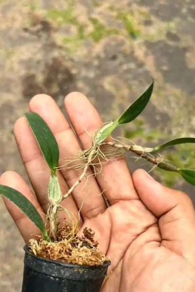 Bulbophyllum pardalotum  siborchid