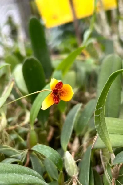 Bulbophyllum pardalotum  siborchid