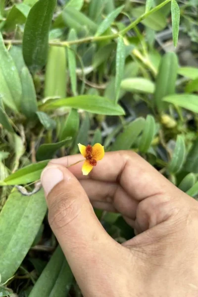 Bulbophyllum pardalotum  siborchid