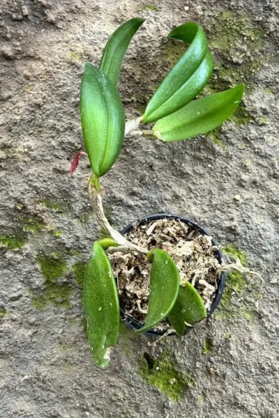 Bulbophyllum haniffii