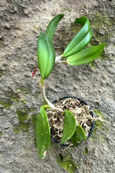 Bulbophyllum haniffii