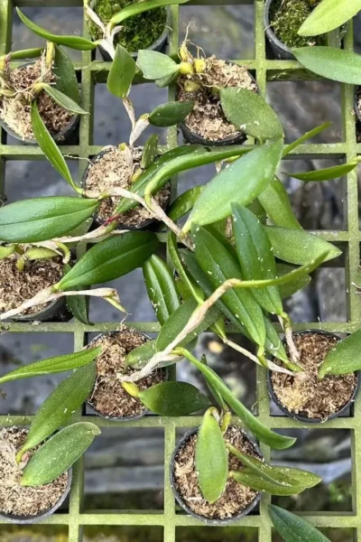 Bulbophyllum haniffii
