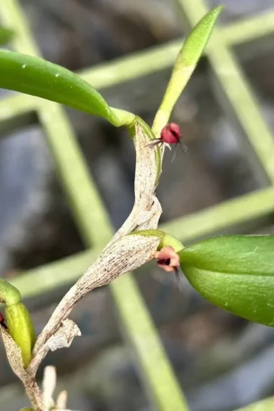 Bulbophyllum haniffii