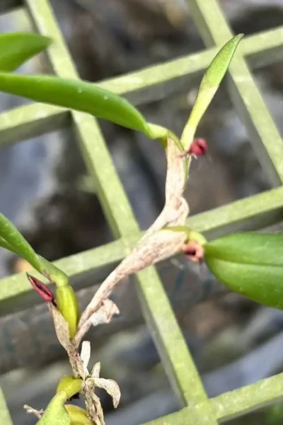 Bulbophyllum haniffii