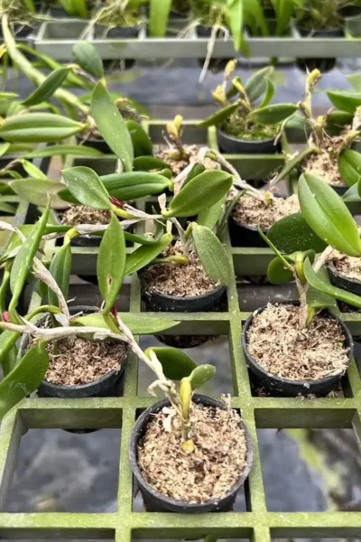 Bulbophyllum haniffii