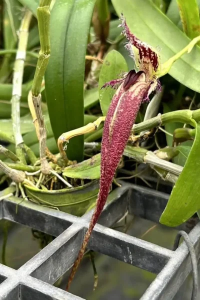 Bulbophyllum fascinator