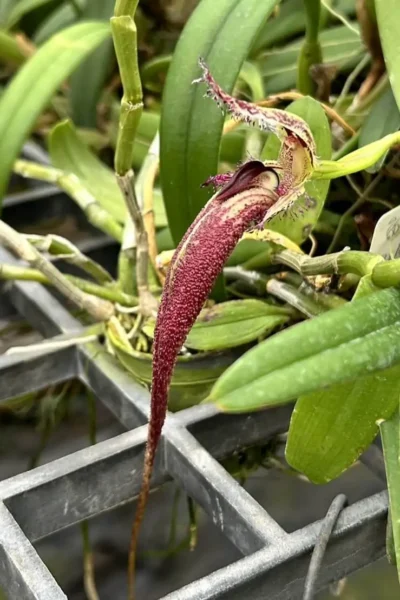 Bulbophyllum fascinator