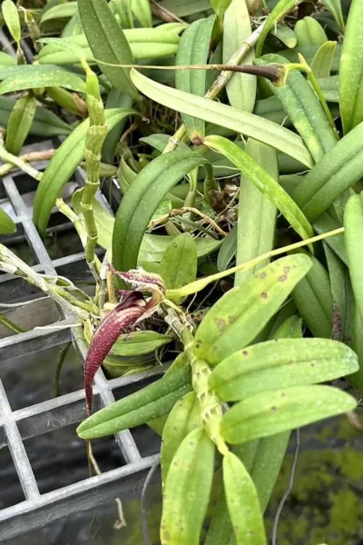 Bulbophyllum fascinator