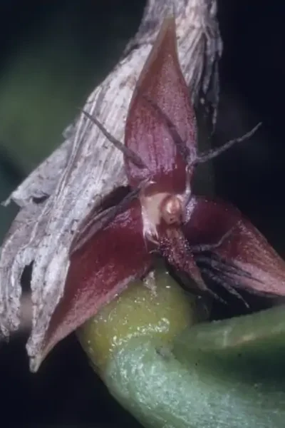 Photo by © W Rysy and The Swiss Orchid Foundation at the Jany Renz Heraria Website